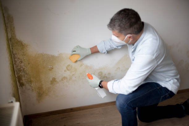 Professional Mold Removal in Russell Springs, KY