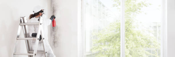 Professional Mold Removal in Russell Springs, KY